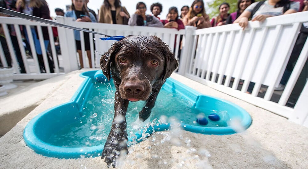 how soon can you bathe dog after revolution